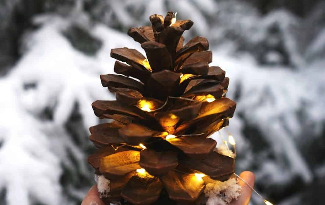 SDMB – Newsletter Novembre & Décembre 2025 ✨